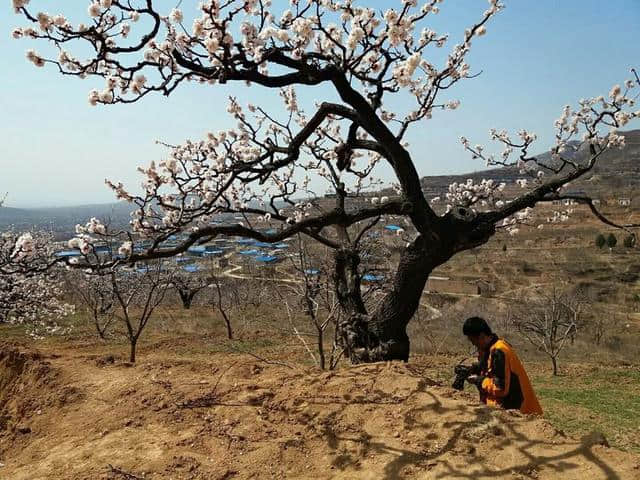 三月杏花开，赏花还是要去富平的虎头山