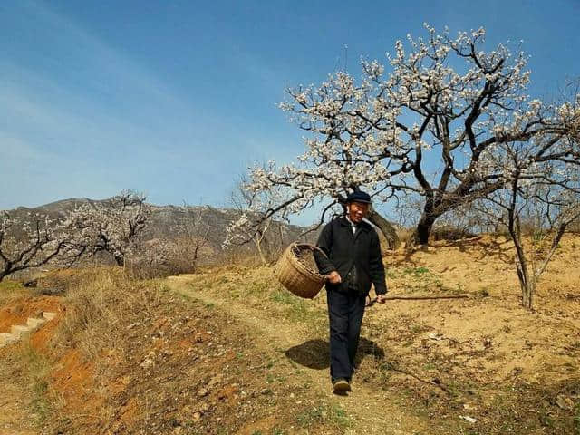 三月杏花开，赏花还是要去富平的虎头山