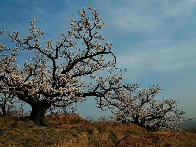 三月杏花开，赏花还是要去富平的虎头山