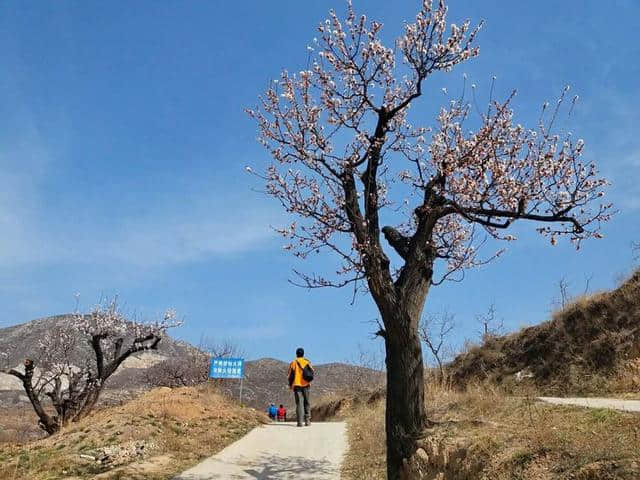 三月杏花开，赏花还是要去富平的虎头山