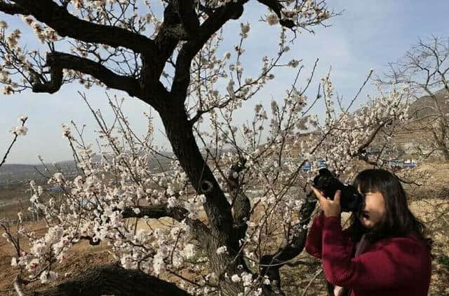 三月杏花开，赏花还是要去富平的虎头山