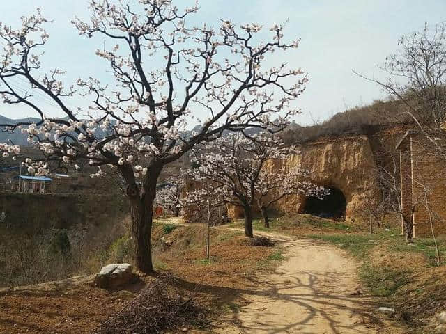 三月杏花开，赏花还是要去富平的虎头山