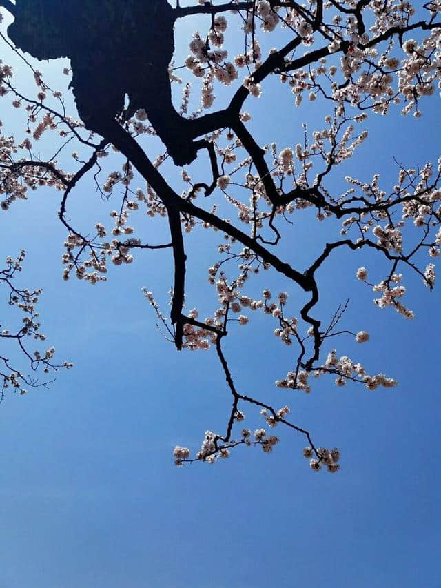 三月杏花开，赏花还是要去富平的虎头山