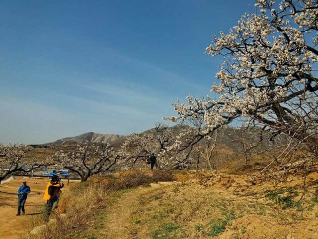 三月杏花开，赏花还是要去富平的虎头山