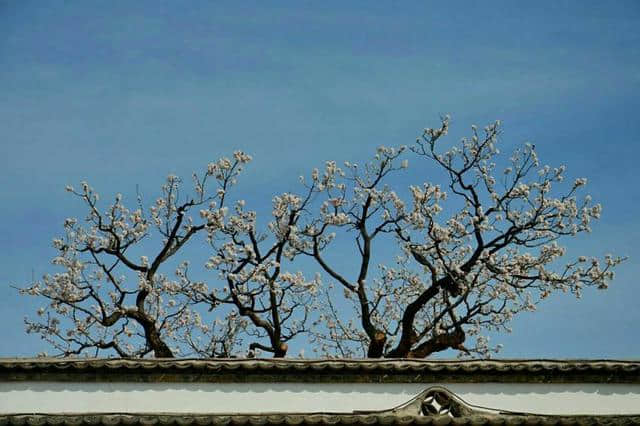 三月杏花开，赏花还是要去富平的虎头山