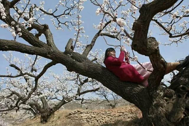 三月杏花开，赏花还是要去富平的虎头山