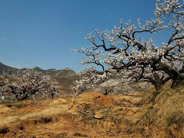 三月杏花开，赏花还是要去富平的虎头山