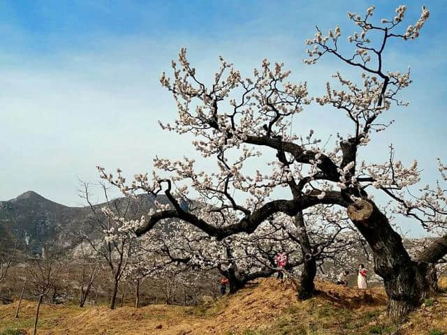 三月杏花开，赏花还是要去富平的虎头山