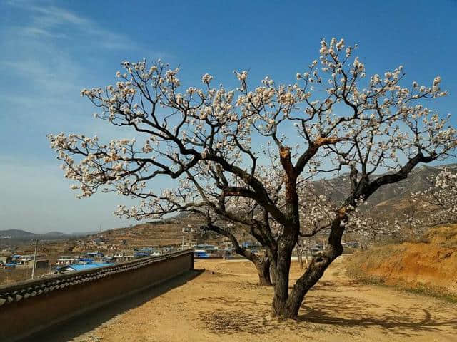 三月杏花开，赏花还是要去富平的虎头山