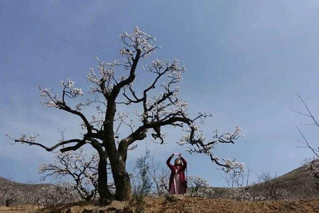 三月杏花开，赏花还是要去富平的虎头山