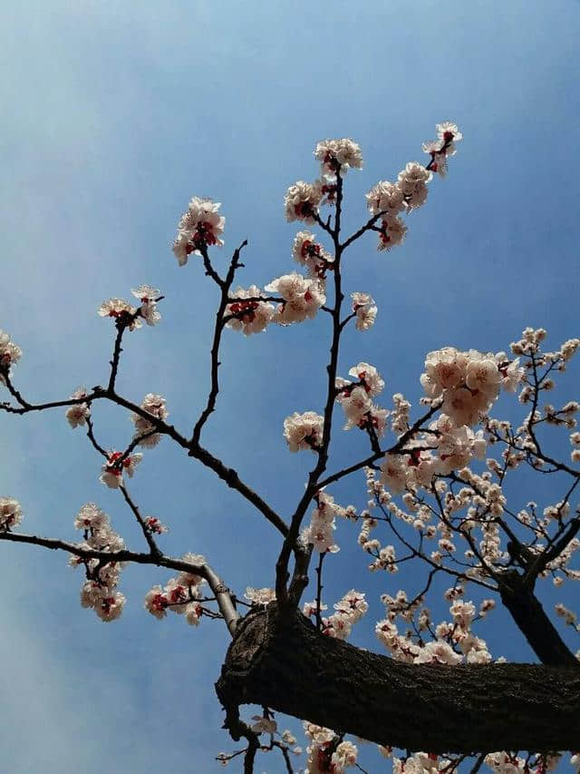 三月杏花开，赏花还是要去富平的虎头山