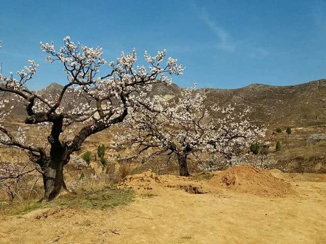 三月杏花开，赏花还是要去富平的虎头山