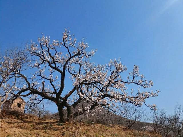 三月杏花开，赏花还是要去富平的虎头山