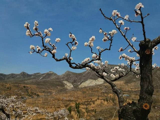 三月杏花开，赏花还是要去富平的虎头山