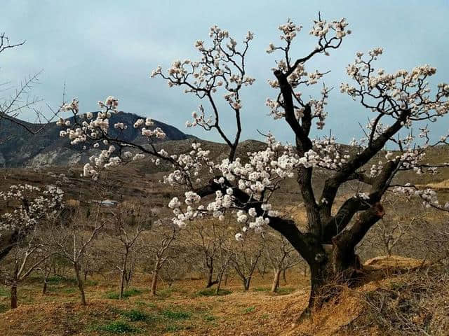 三月杏花开，赏花还是要去富平的虎头山