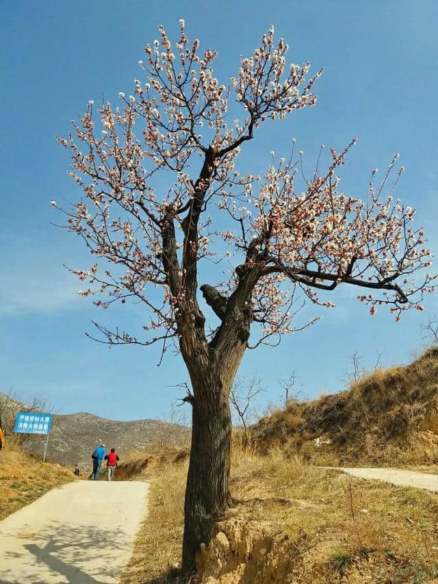 三月杏花开，赏花还是要去富平的虎头山