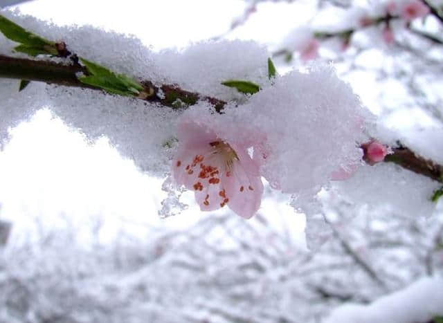 「诗词鉴赏」惟愿如花美眷，岁岁年年