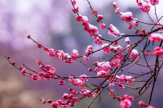 「诗词鉴赏」惟愿如花美眷，岁岁年年