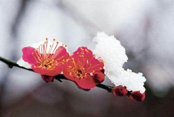 「诗词鉴赏」惟愿如花美眷，岁岁年年