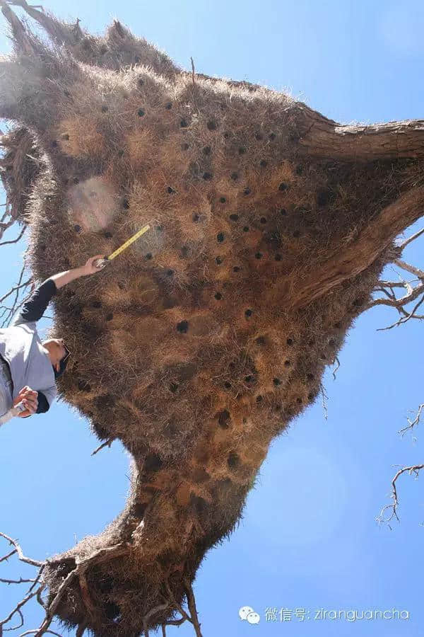 鸟类中最牛的建筑大师是谁