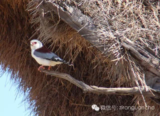 鸟类中最牛的建筑大师是谁