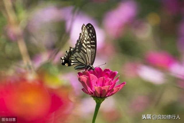 诗词品读｜王国维：蝶恋花·最是人间留不住