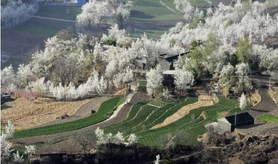 古人写“忽如一夜春风来，千树万树梨花开”，会是什么场景？