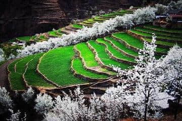 古人写“忽如一夜春风来，千树万树梨花开”，会是什么场景？