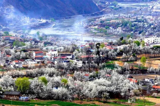 古人写“忽如一夜春风来，千树万树梨花开”，会是什么场景？