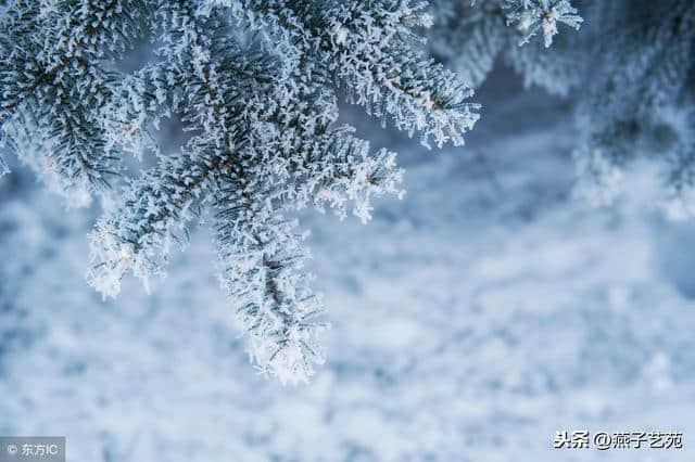 忽如一夜春风来，千树万树梨花开「小雪至，到诗词里“赏雪”」