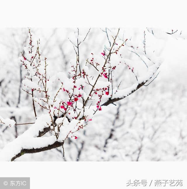 忽如一夜春风来，千树万树梨花开「小雪至，到诗词里“赏雪”」