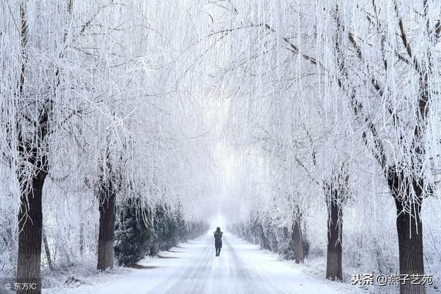 忽如一夜春风来，千树万树梨花开「小雪至，到诗词里“赏雪”」