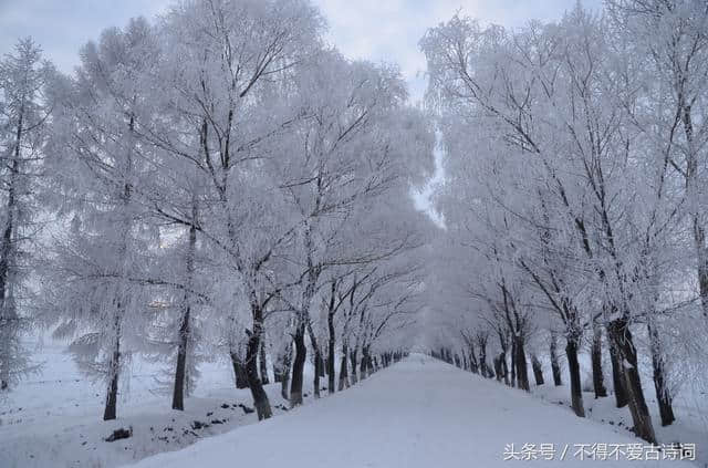 每日一句古诗名句——“忽如一夜春风来，千树万树梨花开”