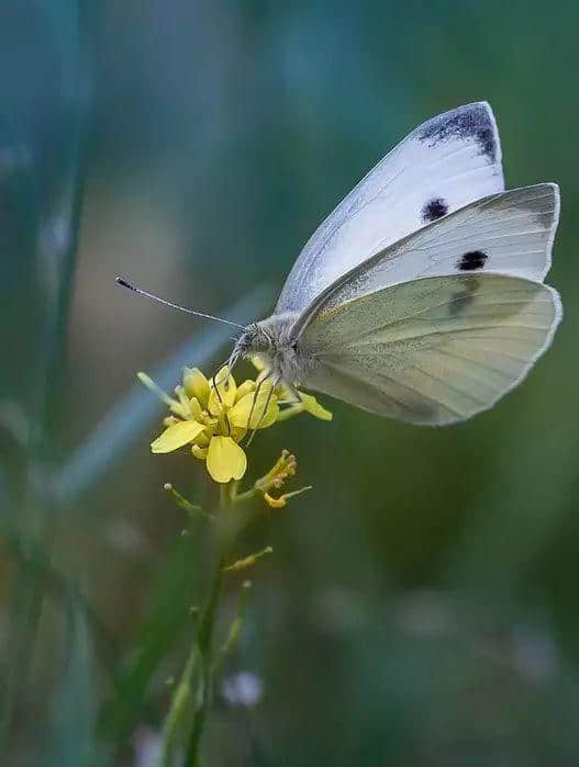 蝶恋花，绝美