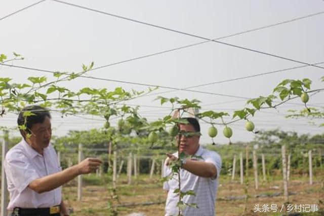 农民种瓜不卖瓜，亩产收益4000元，年入十几万元