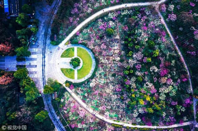 图集 | 江苏南京：钟山风景区 春花烂漫迷人眼