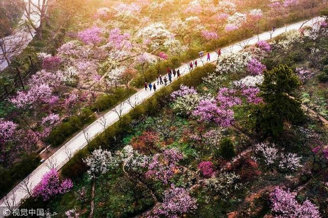 图集 | 江苏南京：钟山风景区 春花烂漫迷人眼