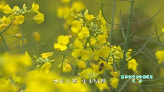 【精品推荐】“聪明花”要开，一定要去一趟壶公山！（文末附中奖名单）