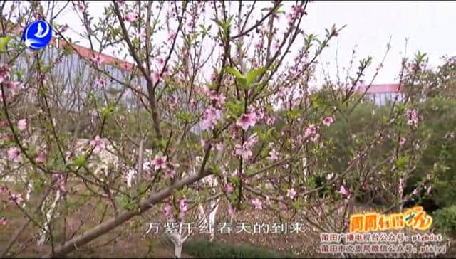 【精品推荐】“聪明花”要开，一定要去一趟壶公山！（文末附中奖名单）