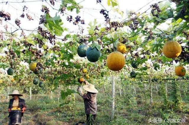 农民种瓜不卖瓜，真是懒人也能挣大钱