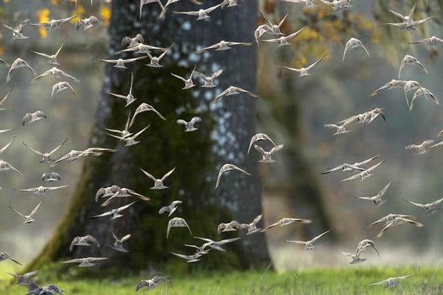 30亿只飞鸟消失了，与新型杀虫剂有关