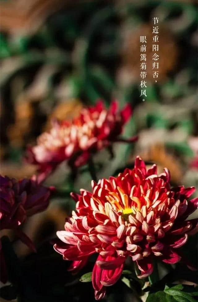 最全的重阳节习俗，很珍贵！值得收藏