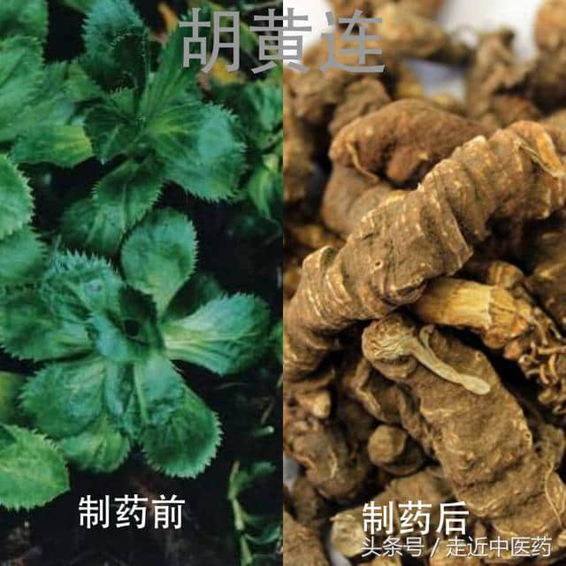 清热药——清虚热药（地骨皮、银柴胡、胡黄连）