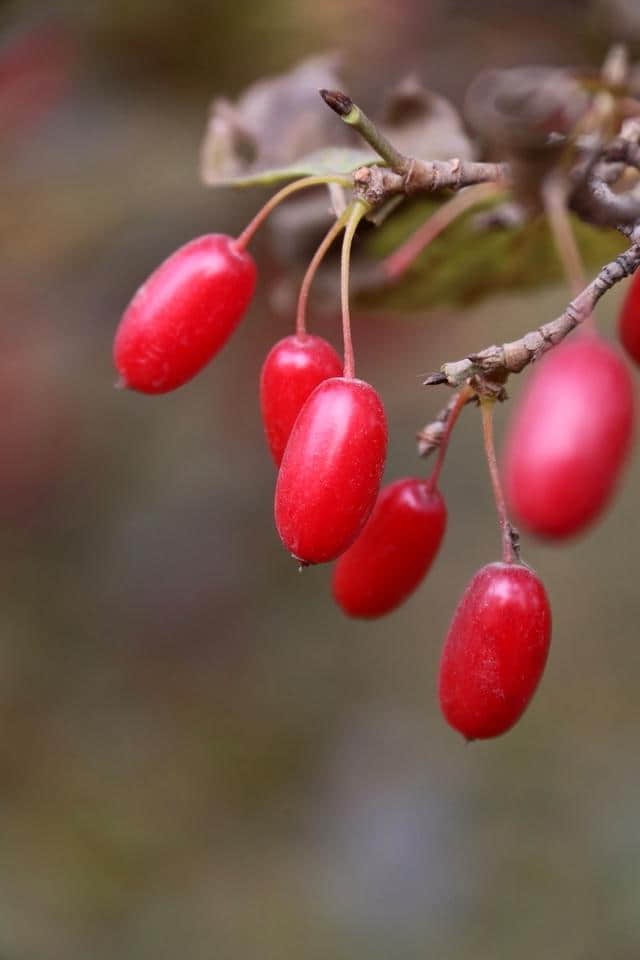 七绝 · 重阳节