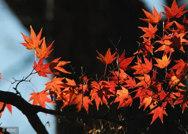 七绝 · 重阳节