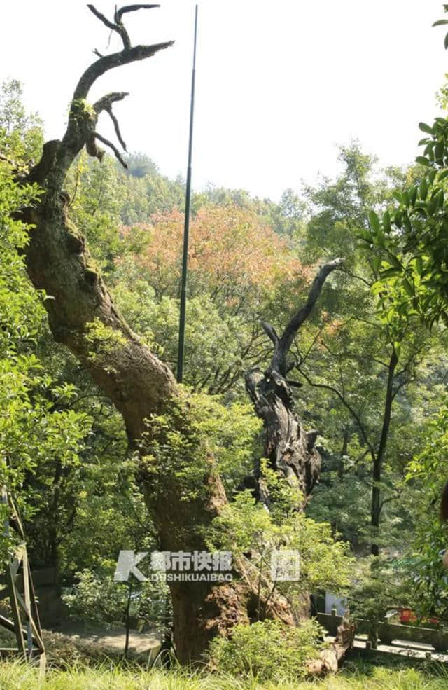 1068岁！杭州南高峰下的它是香樟界的“老祖宗”