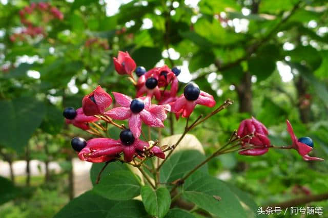 去农村随拍的植物，朋友看图说是后庭花，我后悔莫及~|阿兮随笔