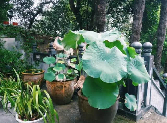 金陵游｜南朝四百八十寺，多少楼台烟雨中