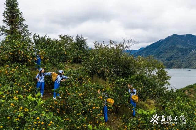 安化第二届柑橘节开幕啦 带你邂逅六千五百亩的橘海