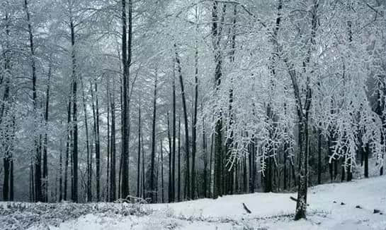 『诗词赏析』：山窗寒夜时，听雪洒竹林《名山胜景美雪图请珍藏》